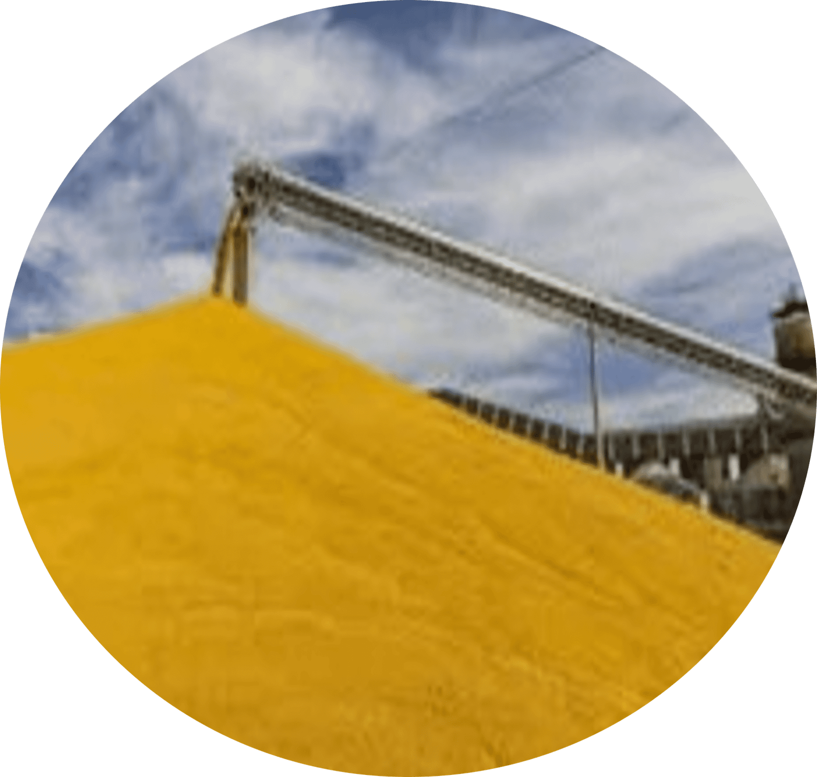Best Corn Specifications: 5 Premium Types | Shira Nati Ltd