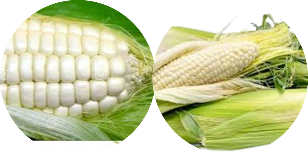 Best Corn Specifications: 5 Premium Types | Shira Nati Ltd