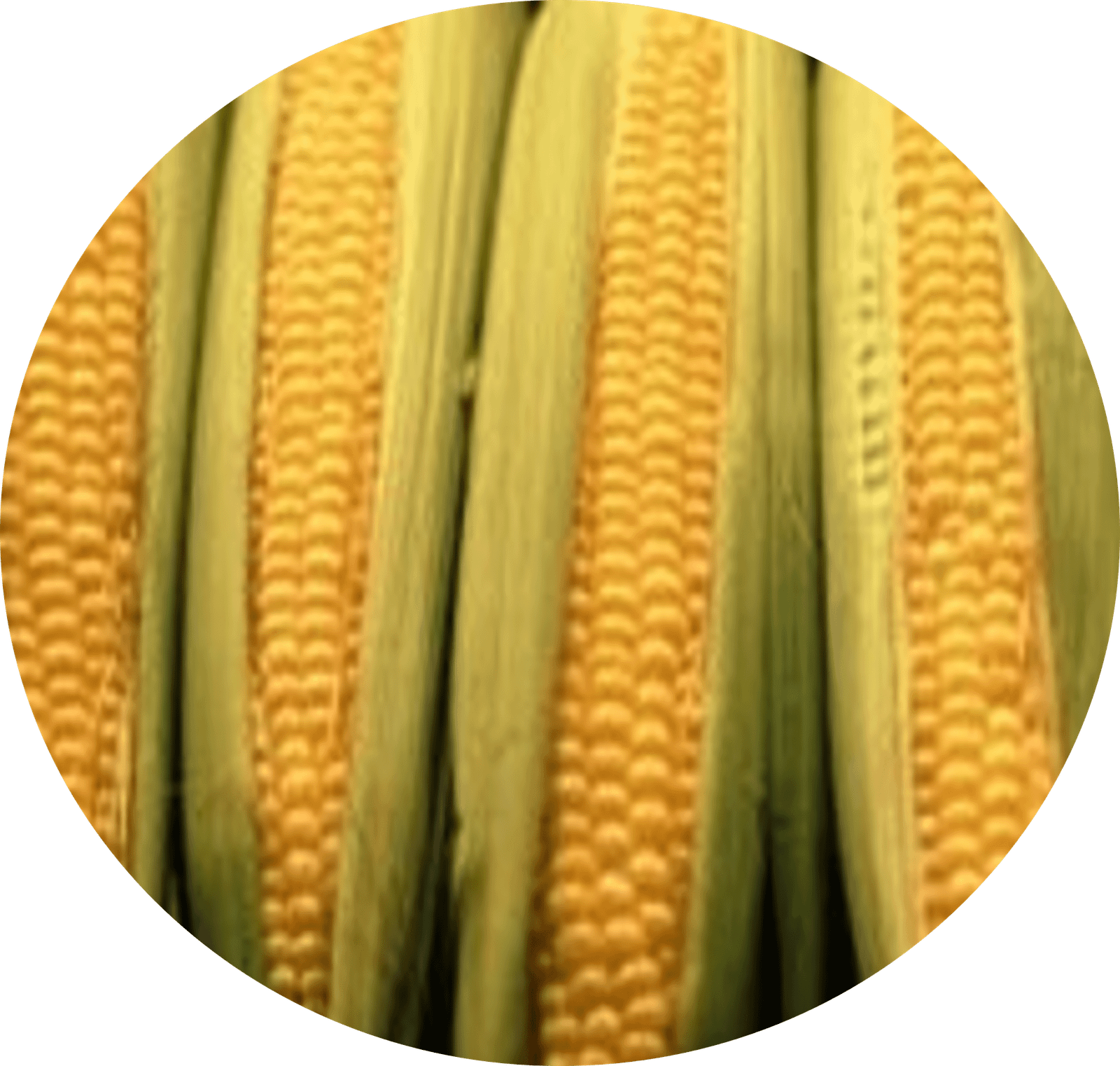Best Corn Specifications: 5 Premium Types | Shira Nati Ltd