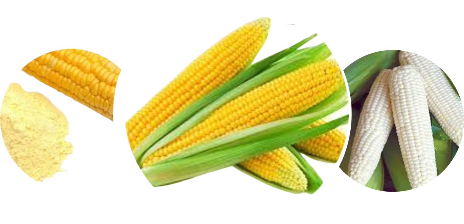 Global Commodities Product Catalog - Bulk Corn Sourcing