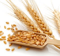 Expert Global Wheat Trading Process and quality inspection at Shira Nati Ltd