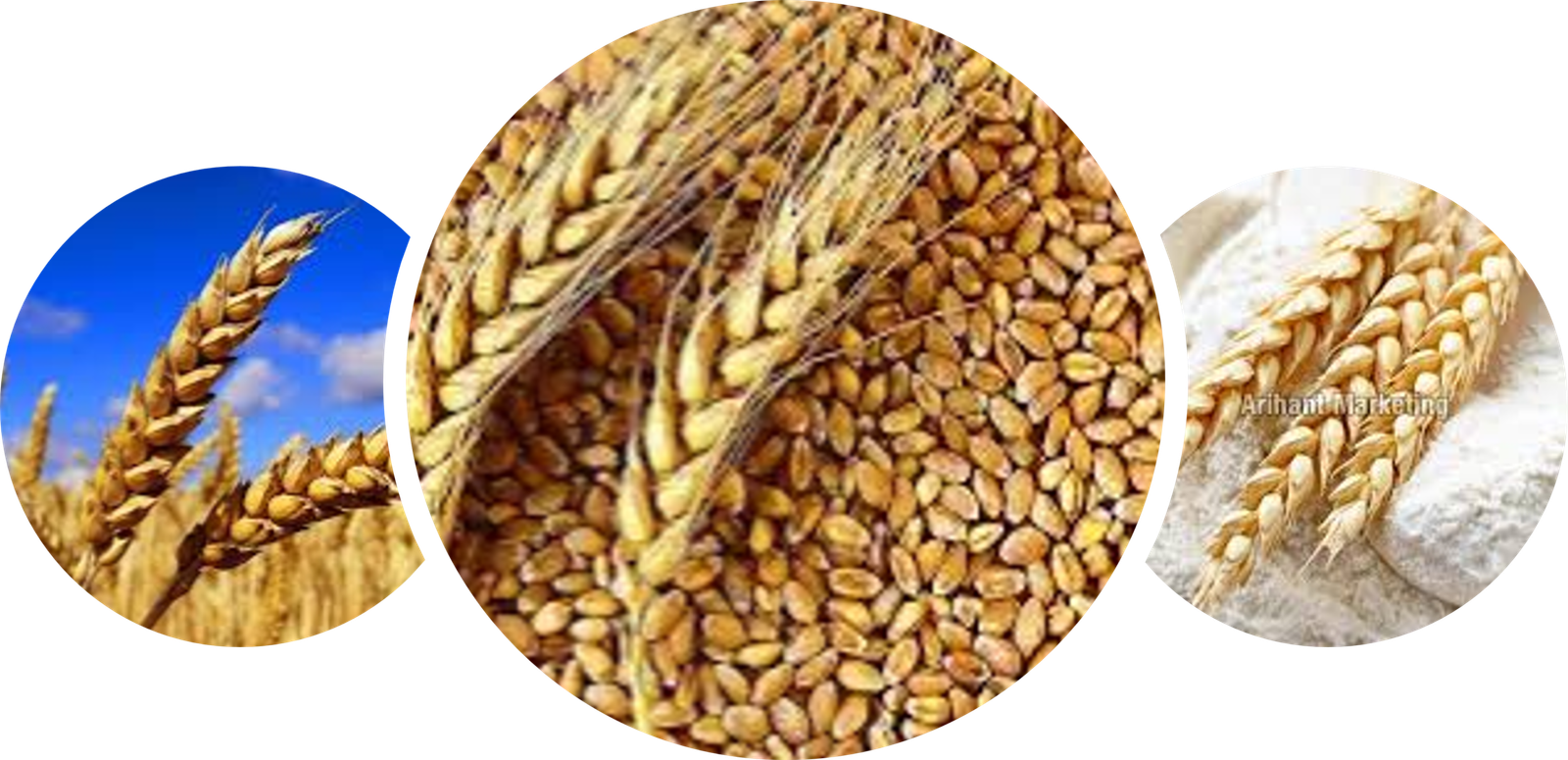 Global Commodities Product Catalog - Wheat Grain Supply