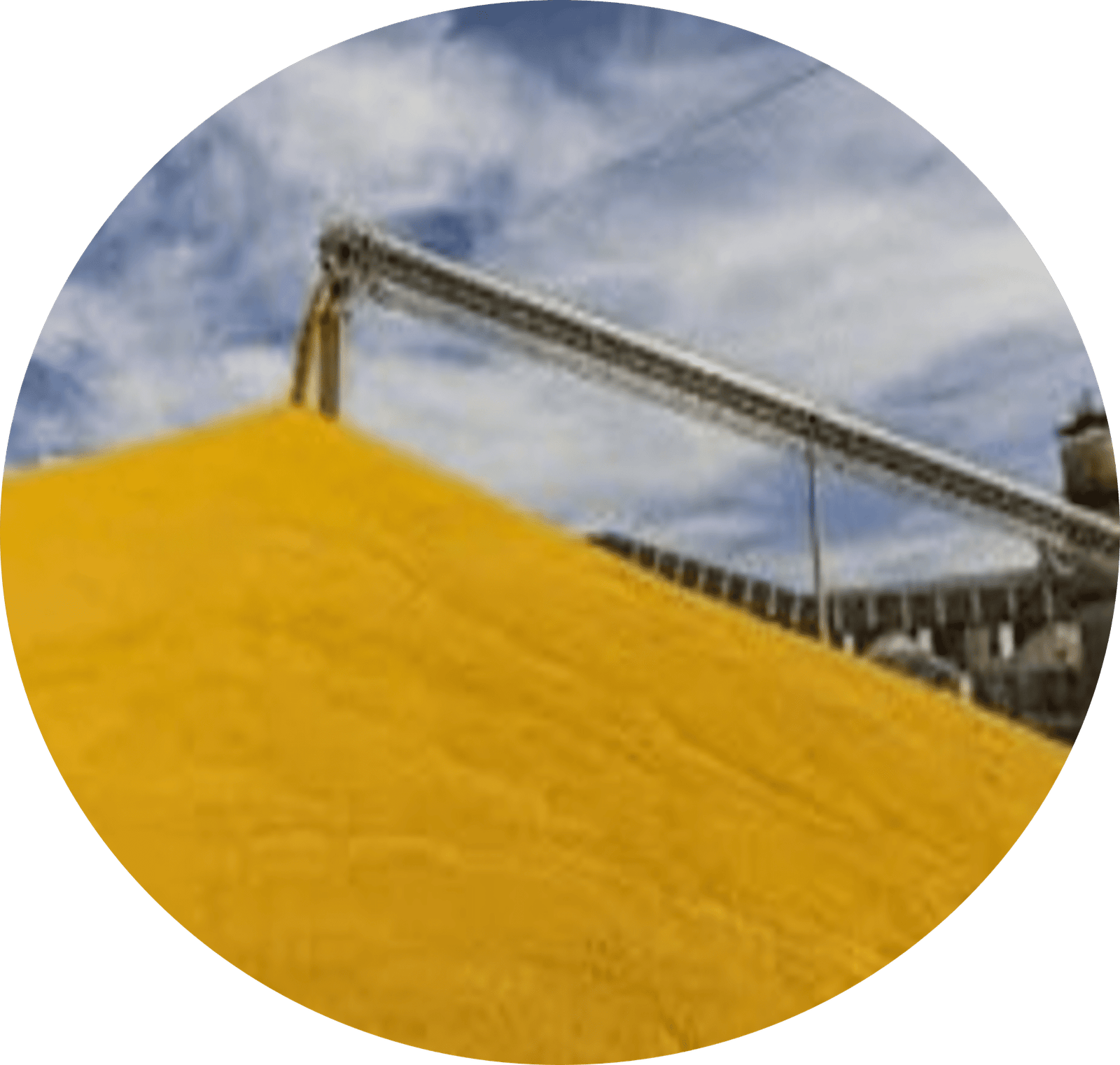 Yellow Corn GMO