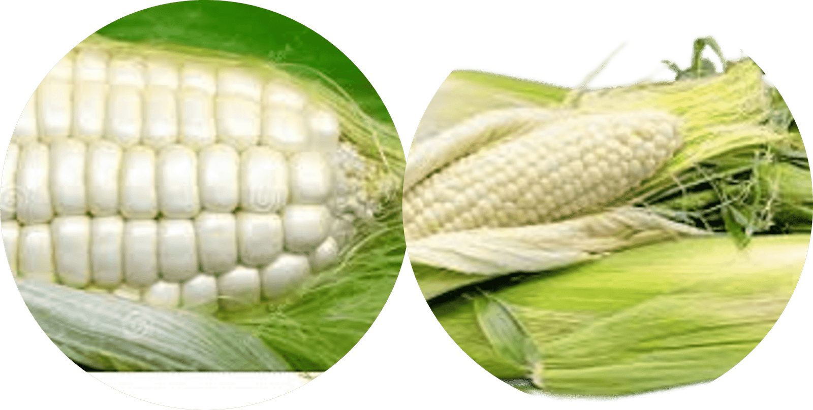 White Corn GMO