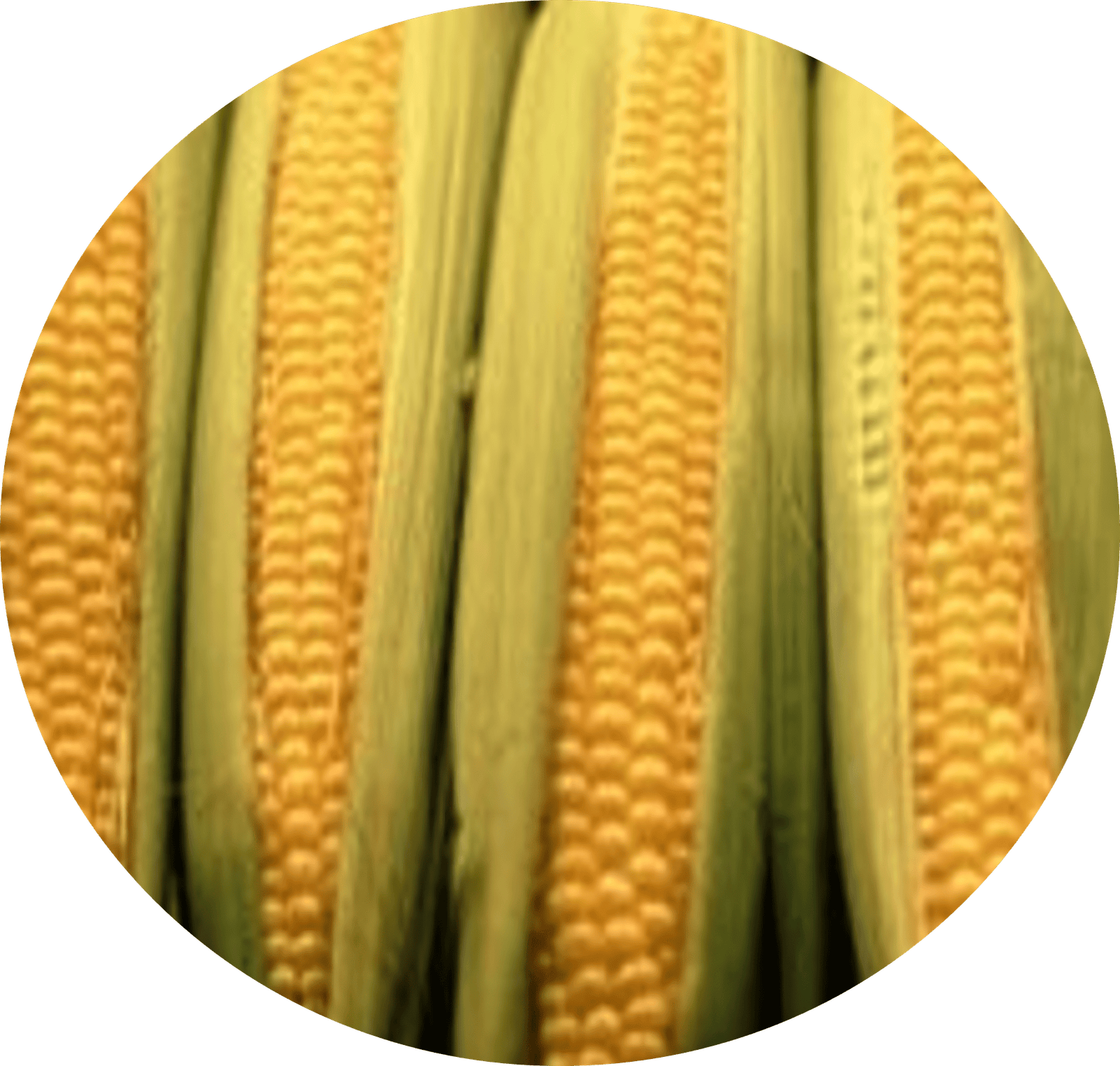 Yellow Corn Non GMO