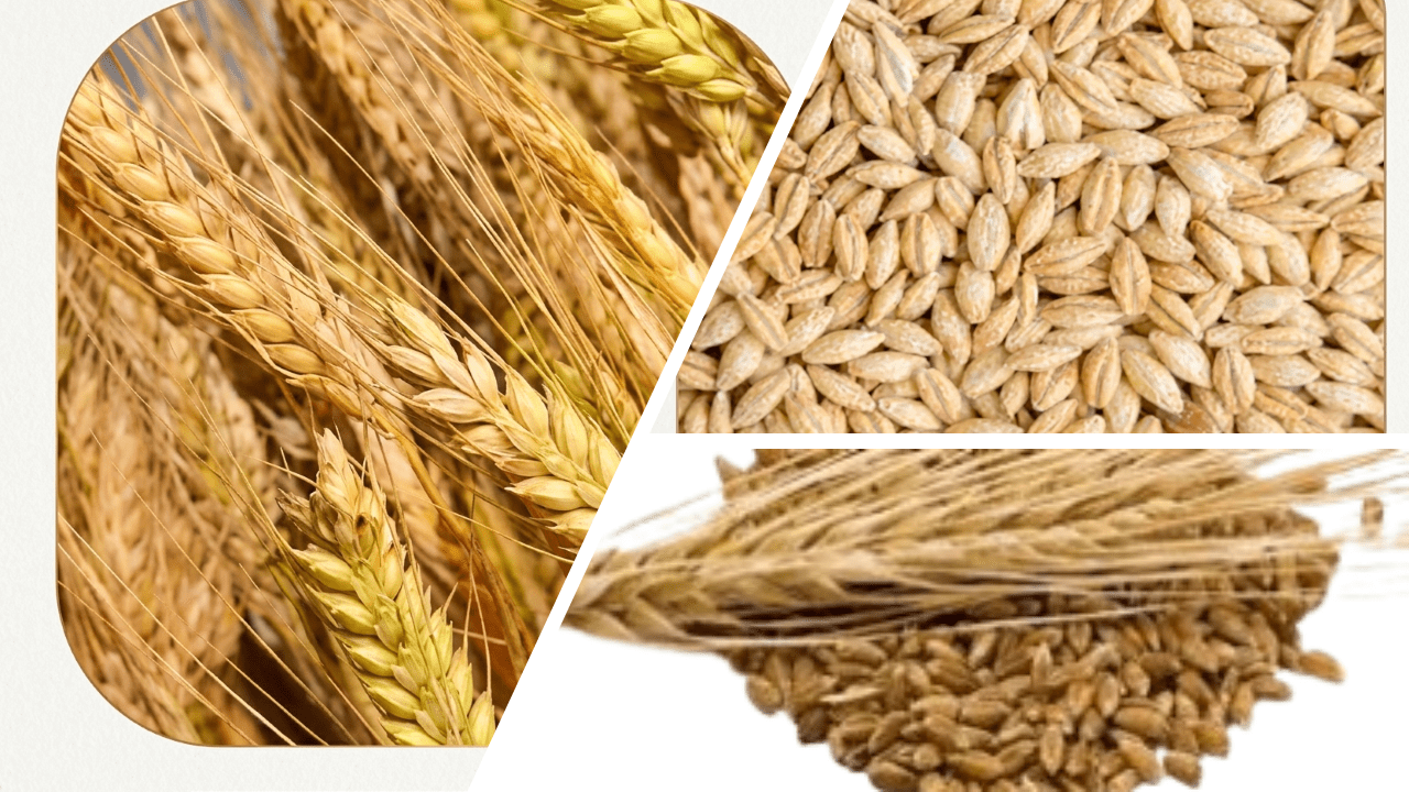 Barley Grain Quality Standards - Wheat and Flour Technical Specifications