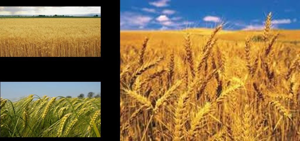 High Quality Wheat and Flour Technical Specifications - Brazilian Wheat Type 1