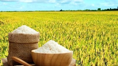 Parboiled Rice Specification