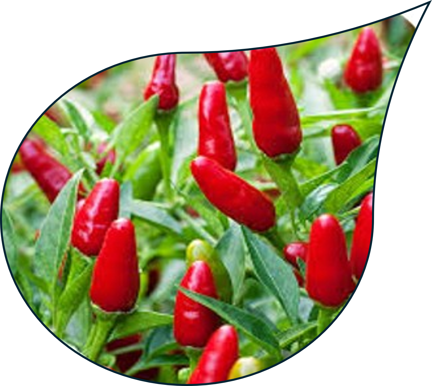 Chili Pepper Export Quality
