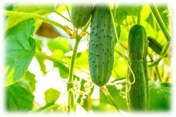 Cucumber Export Quality