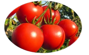Fresh Tomato Export Quality