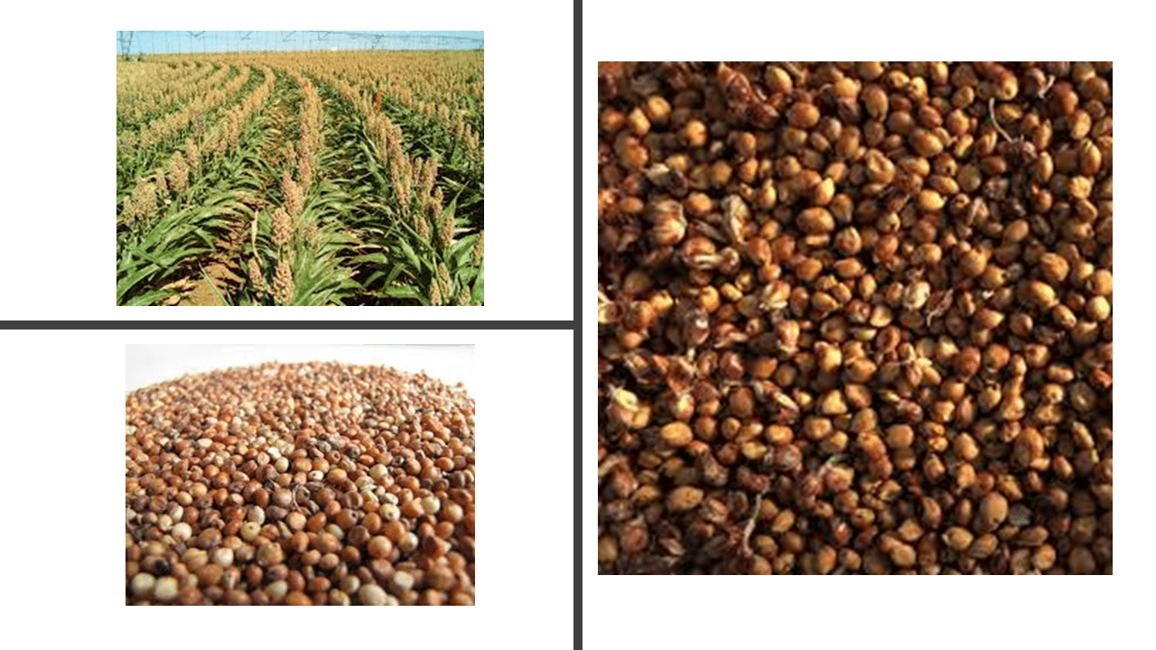 Sorghum Grain Export Standards - Wheat and Flour Technical Specifications